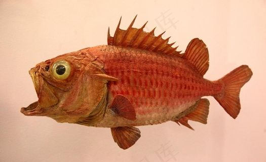 海鱼标本图片