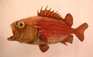 海鱼标本图片