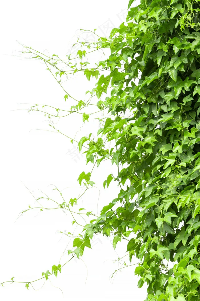 茂盛的树木高清图片