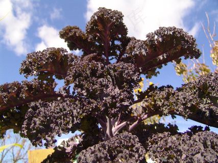 蓝天白云下的苍天大树