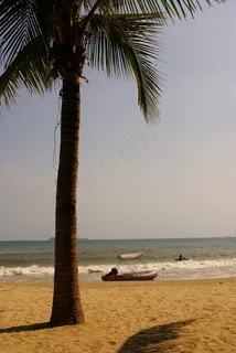 海树椰风三亚湾图片