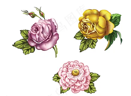 金色牡丹 鲜花花朵图片