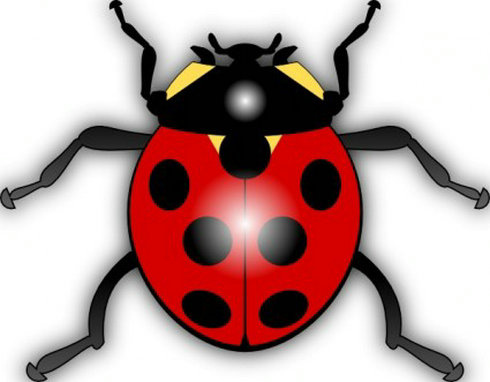 jilagan瓢虫剪贴画