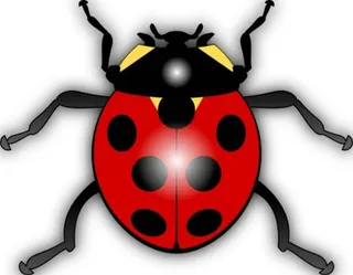 jilagan瓢虫剪贴画