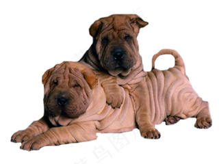 可爱沙皮狗PNG透明背景免扣素材