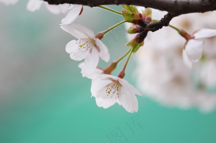 苹果花图片