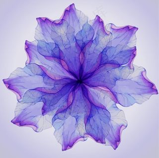 彩色唯美花朵绽放