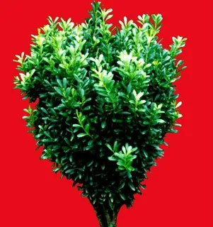 灌木162_效果图植物配景素材