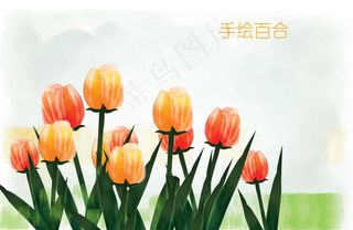 手绘百合