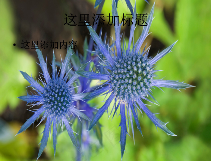电脑桌面风景ppt鲜花怒放背景图...