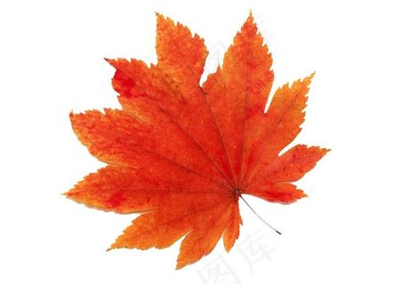 漂亮的红叶素材 漂亮的红叶素材