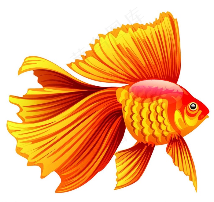 金鱼图片