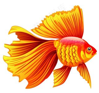 金鱼图片