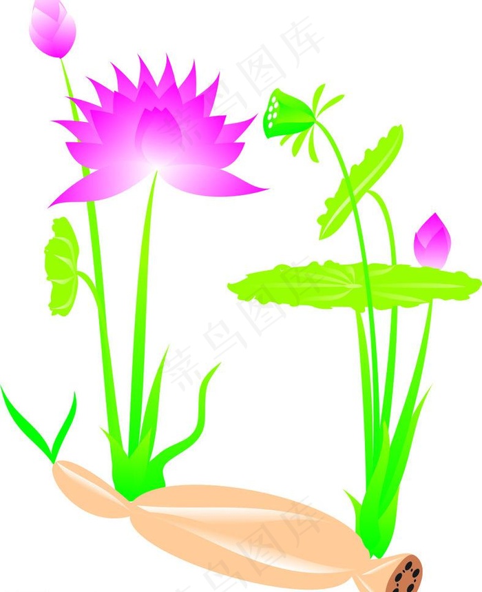 荷花 莲藕图片