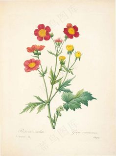 复古手绘孔雀草花卉矢量素材