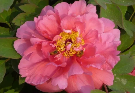 春天芍药花图片