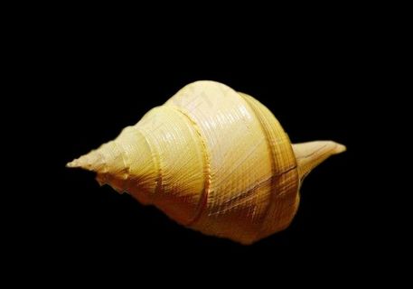 海螺免抠素材PSD分层