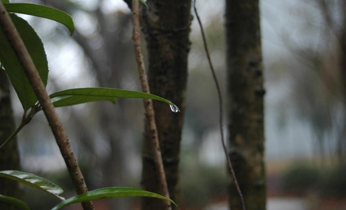 绿叶中的春雨图片
