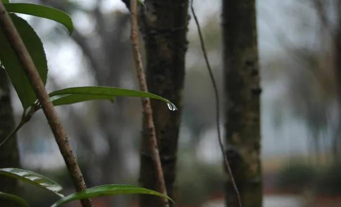 绿叶中的春雨图片
