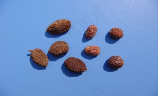 砂仁素材下载图片