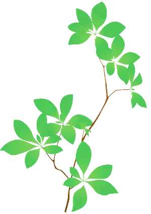 观叶植物图片