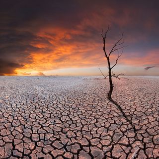 干旱土地上的枯木