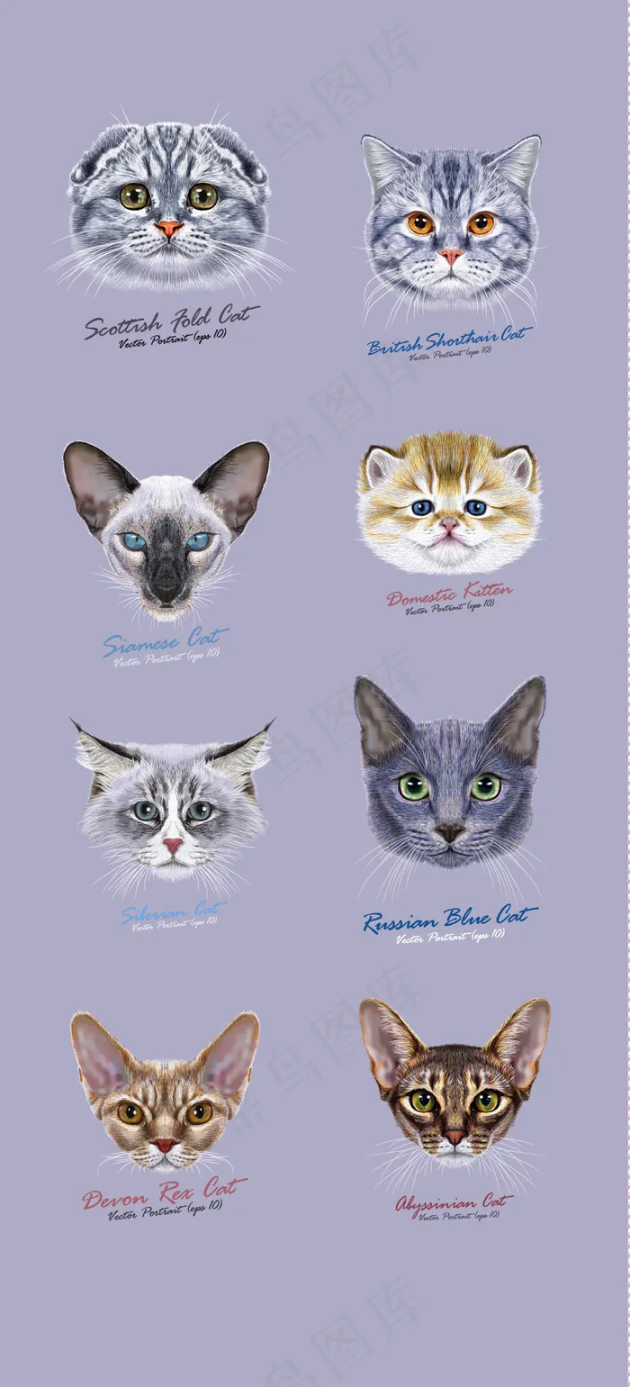 写实猫头豹猫虎斑猫黑猫Q版头像动画...(56X174)eps,ai矢量模版下载