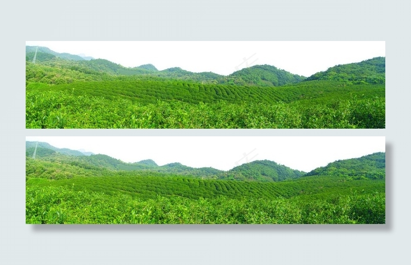 茶园风景 田园风光图片