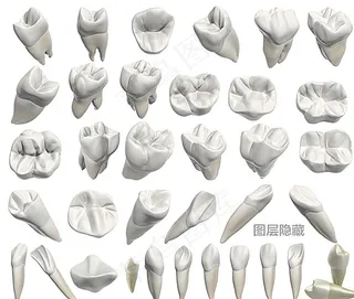 3D牙齿图片