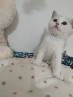 白色清新风宠物猫咪实拍摄影图 白色清新风宠物猫咪实拍摄影图