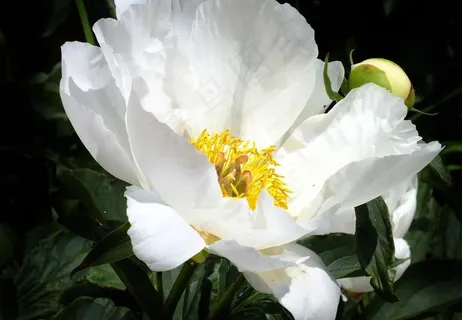 春天校园芍药花图片 春天校园芍药花图片
