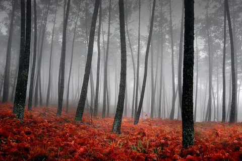 红色草地上的树图片