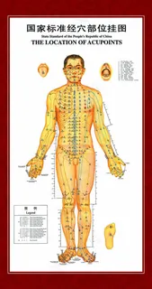 国家标准经穴部位挂图psd