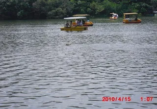 游人观狗游泳图片