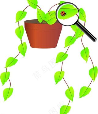 盆栽瓢虫 放大镜图片