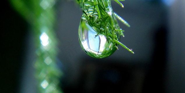 枝头的露珠图片