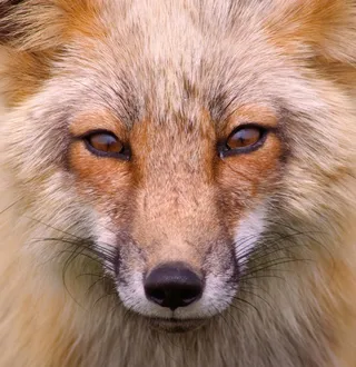 狐狸面部特写