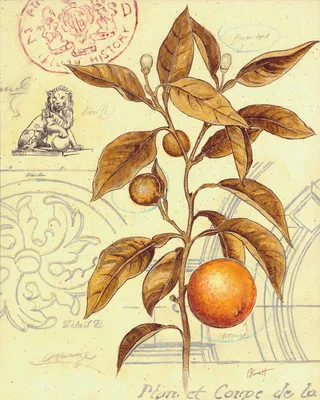 植物装饰画图片