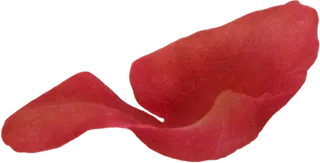 浪漫婚恋玫瑰花唯美花瓣飞溅素材