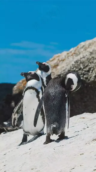 企鹅高清摄影图片