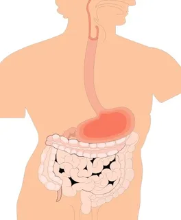 消化器官的医学图剪贴画