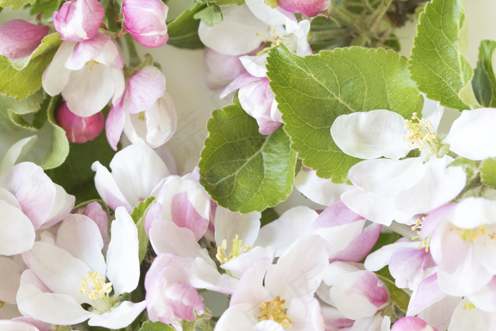 简约小清新文艺风插花静物摆拍背景