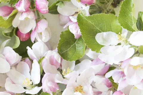 简约小清新文艺风插花静物摆拍背景