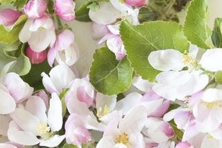 简约小清新文艺风插花静物摆拍背景