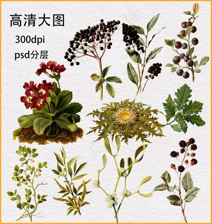 植物浆果(4477X4724(DPI:300))psd模版下载
