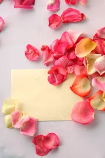 玫瑰花瓣与卡片背景图片 玫瑰花瓣与卡片背景图片