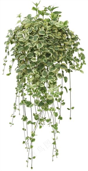高清免抠植物长春蔓