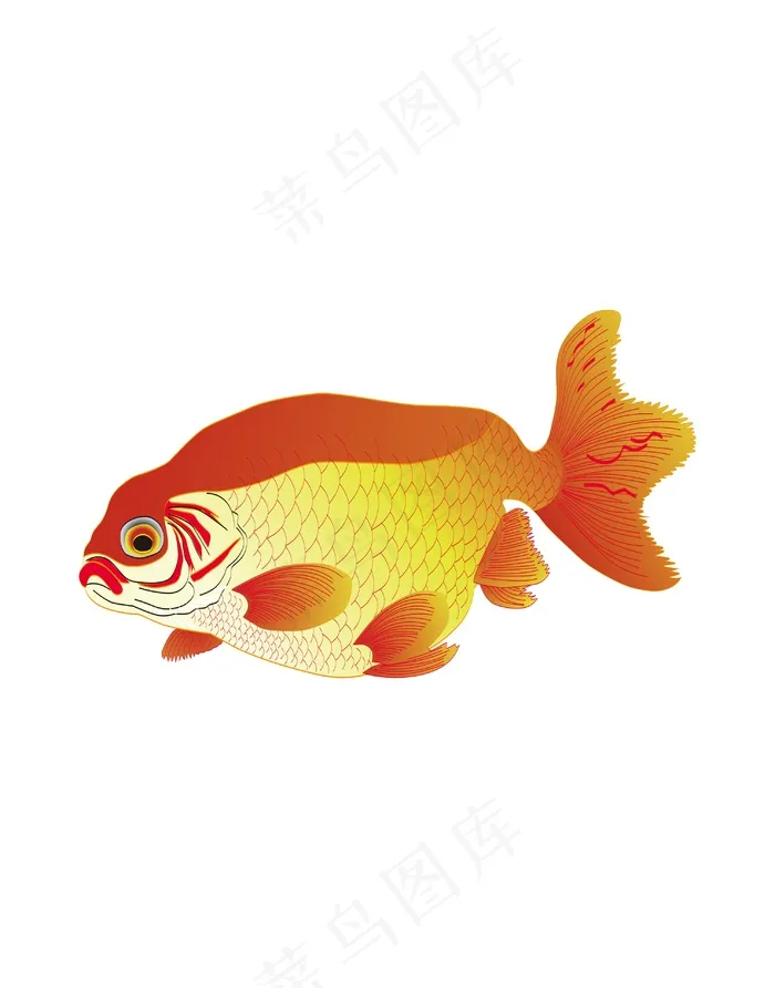 金鱼插画ai矢量模版下载