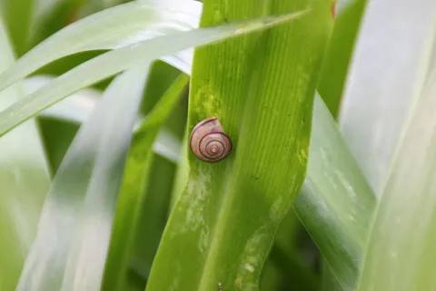蜗牛图片 蜗牛图片