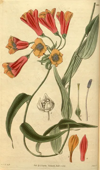 热带植物高清印花